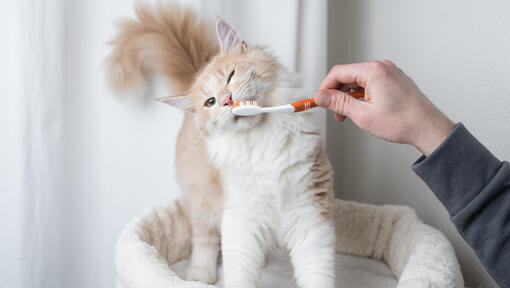 How to Look After Your Cat s Teeth Purina